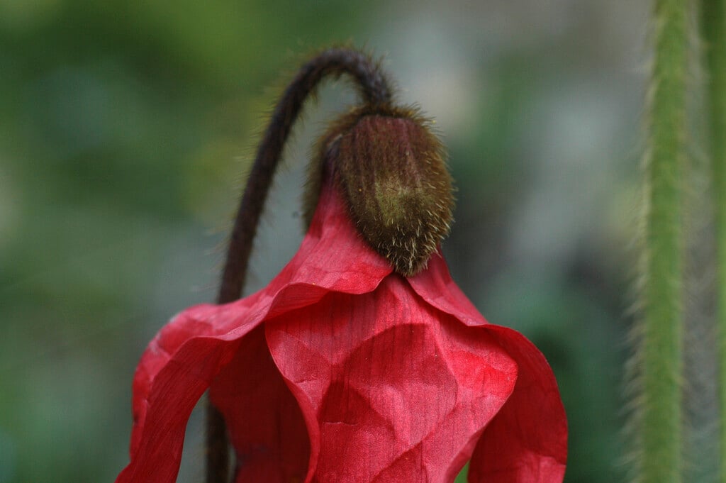 <i>Meconopsis</i> <i>punicea</i>