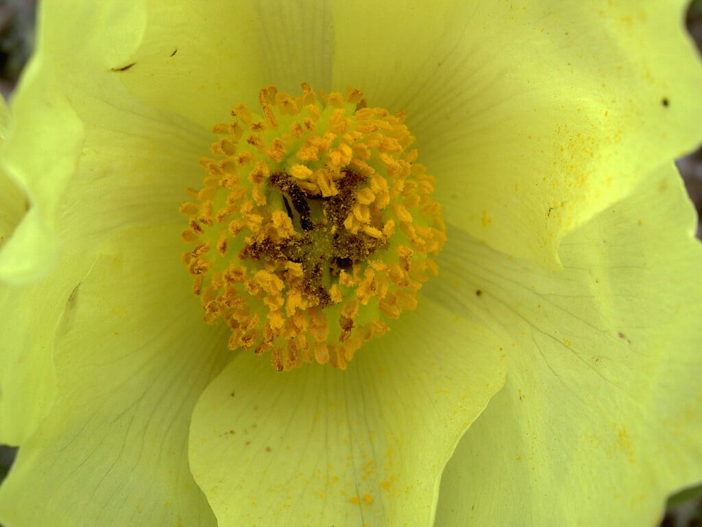 lampshade poppy