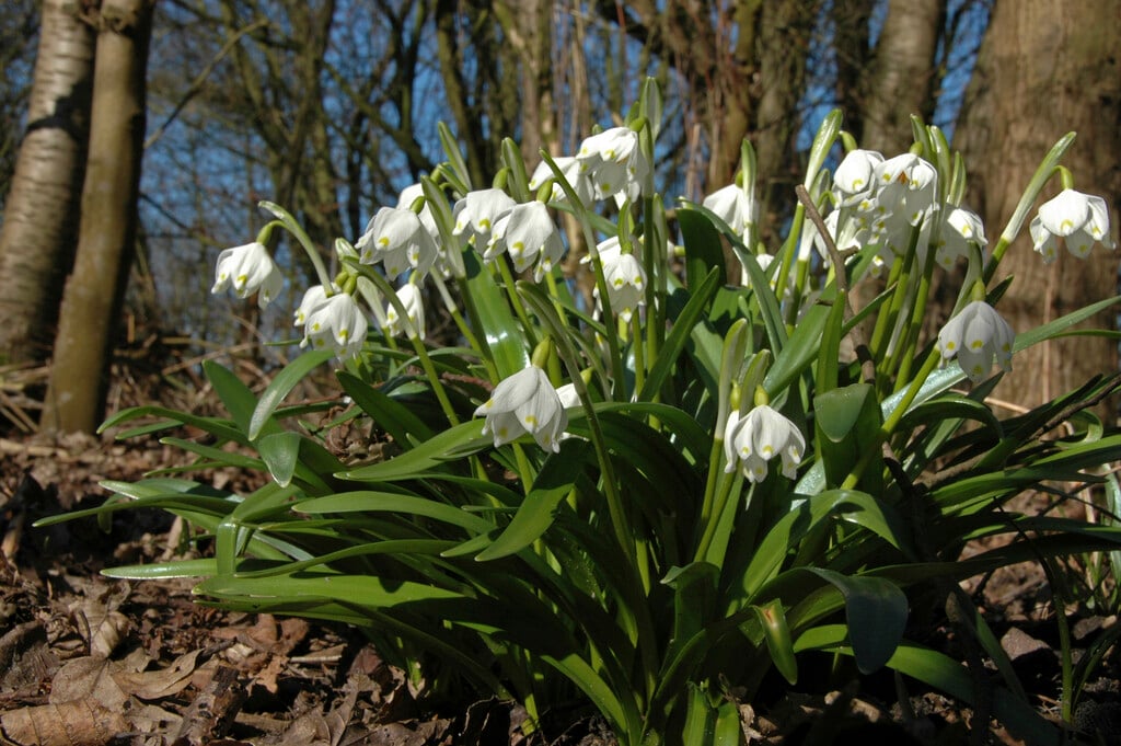 Leucojum vernum