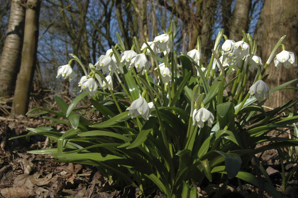 spring snowflake