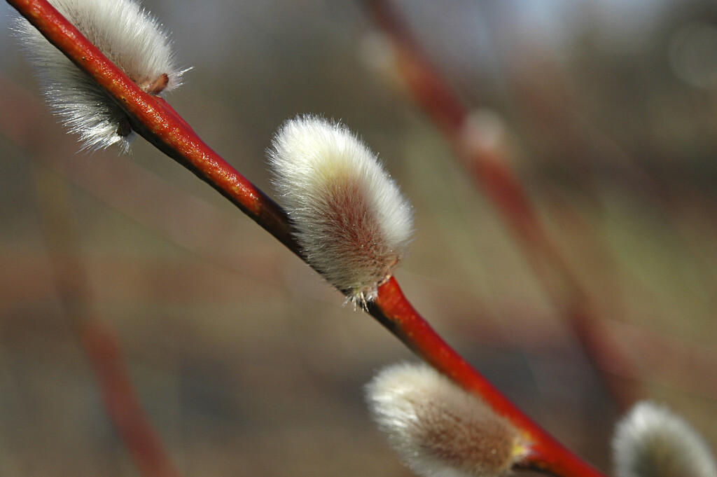 goat willow