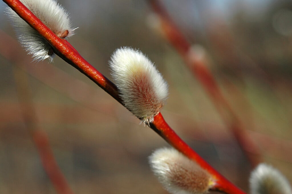 goat willow
