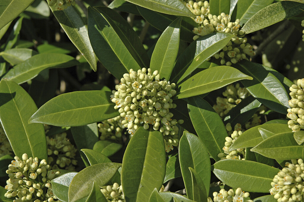 skimmia 'Kew Green'