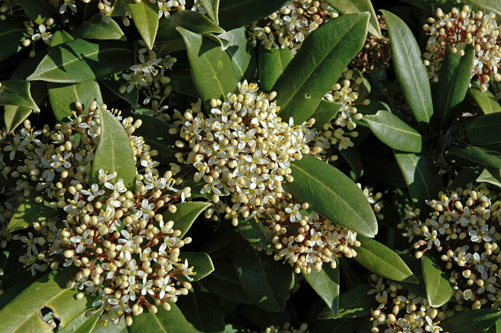 Skimmia japonica &Emerald King& (m) | Shrubs/RHS