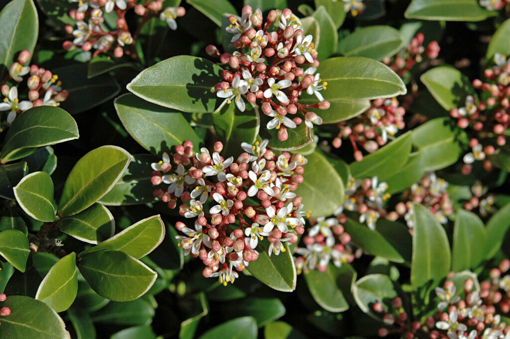 Japanese skimmia 'Rubinetta'
