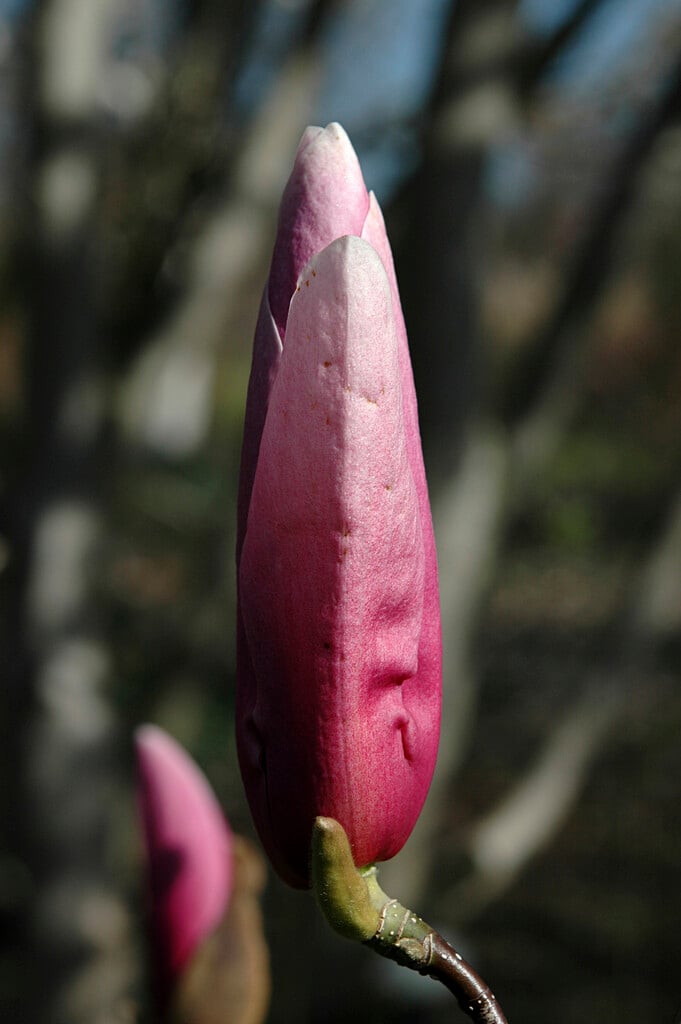 magnolia 'Royal Crown'