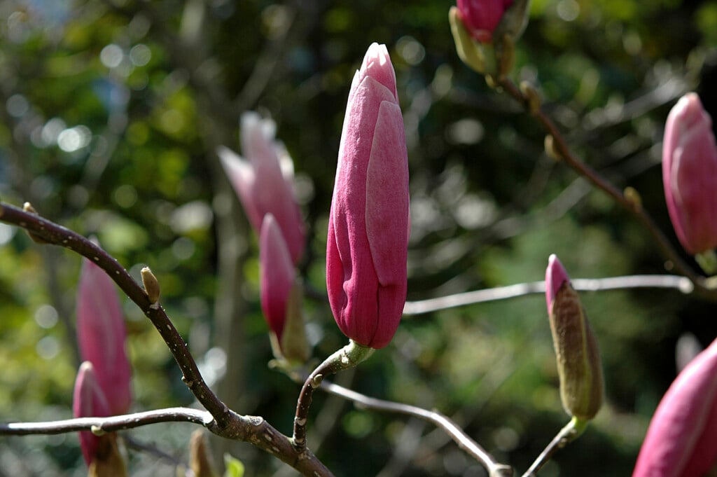 magnolia 'Royal Crown'