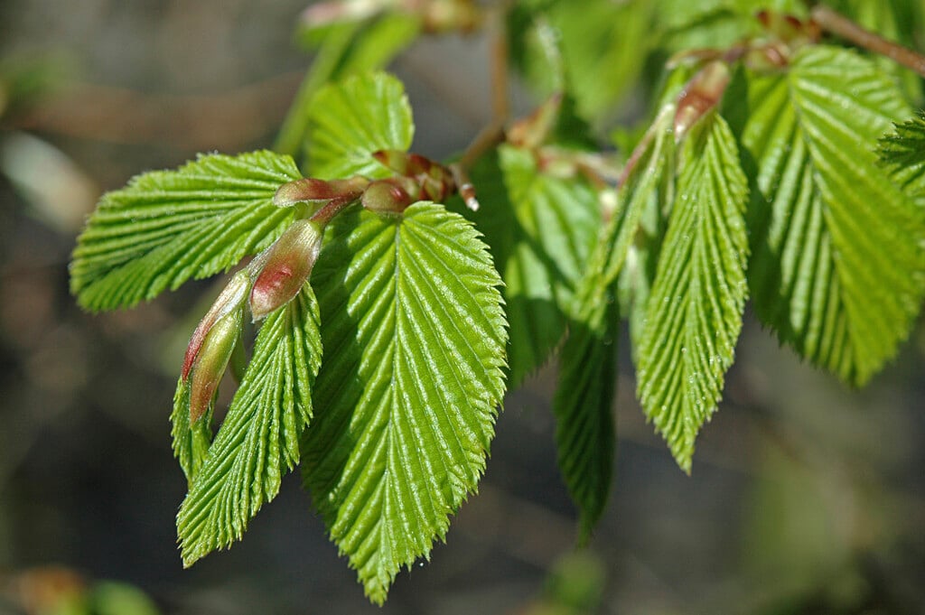 common hornbeam