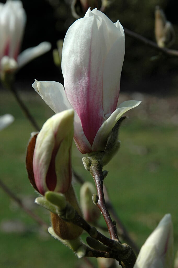 <i>Magnolia</i> × <i>soulangeana</i> 'Superba'