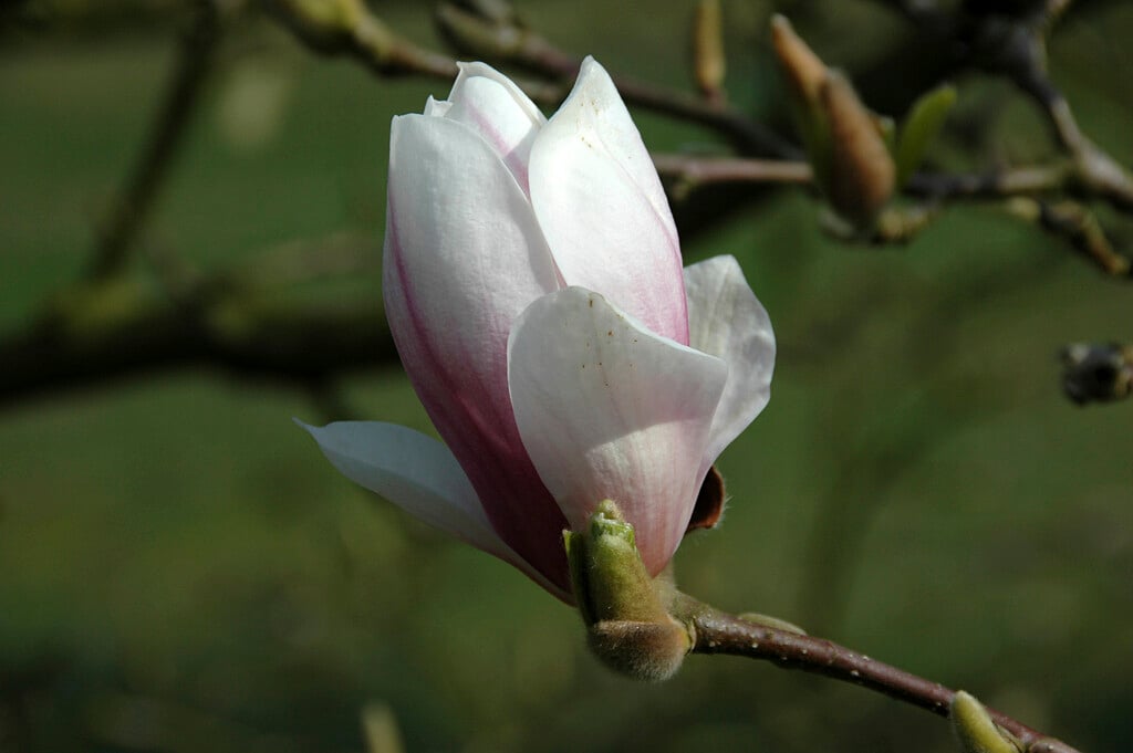 <i>Magnolia</i> × <i>soulangeana</i> 'Superba'