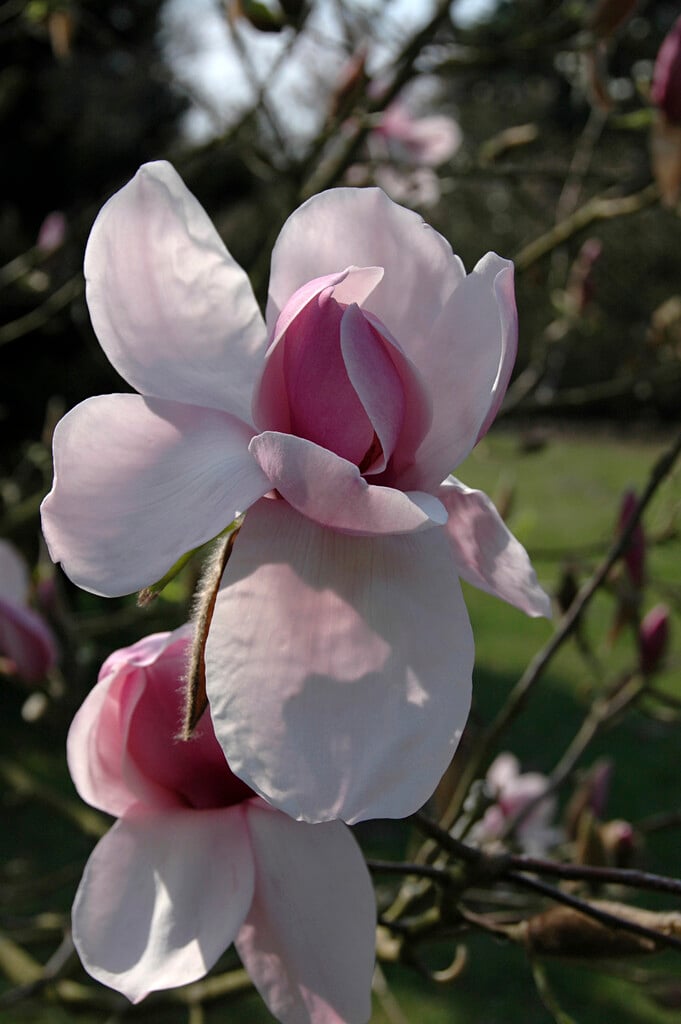 saucer magnolia 'Lombardy Rose'