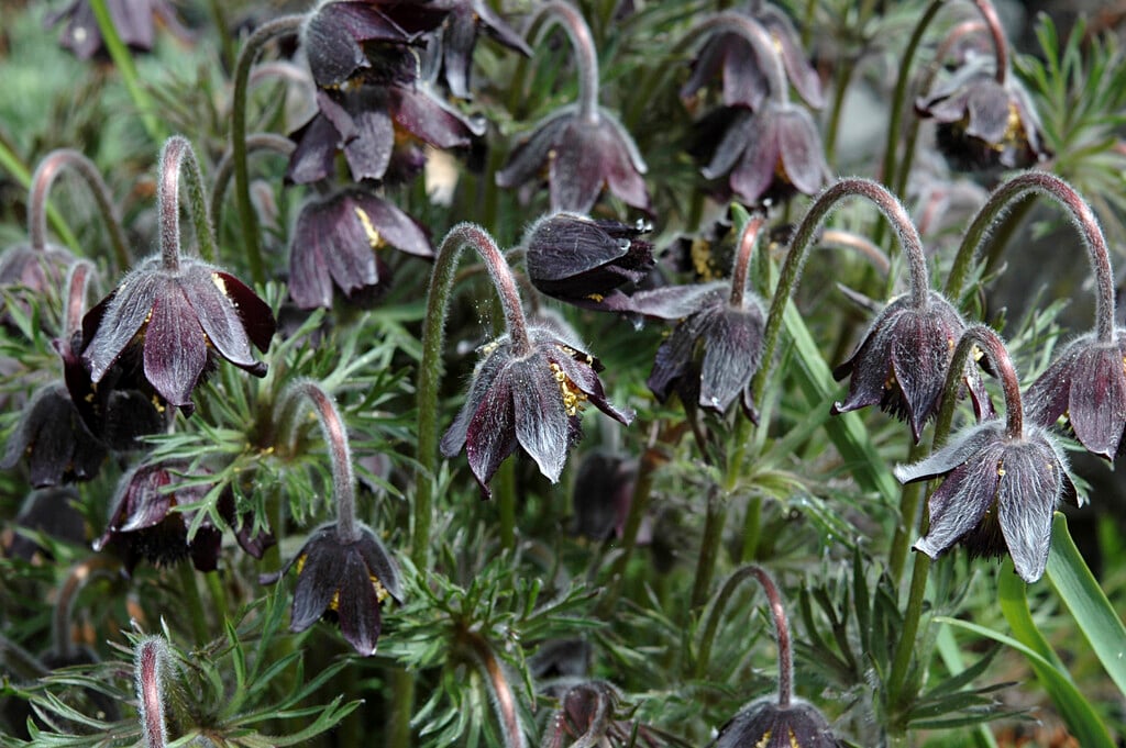 <i>Pulsatilla</i> <i>pratensis</i>