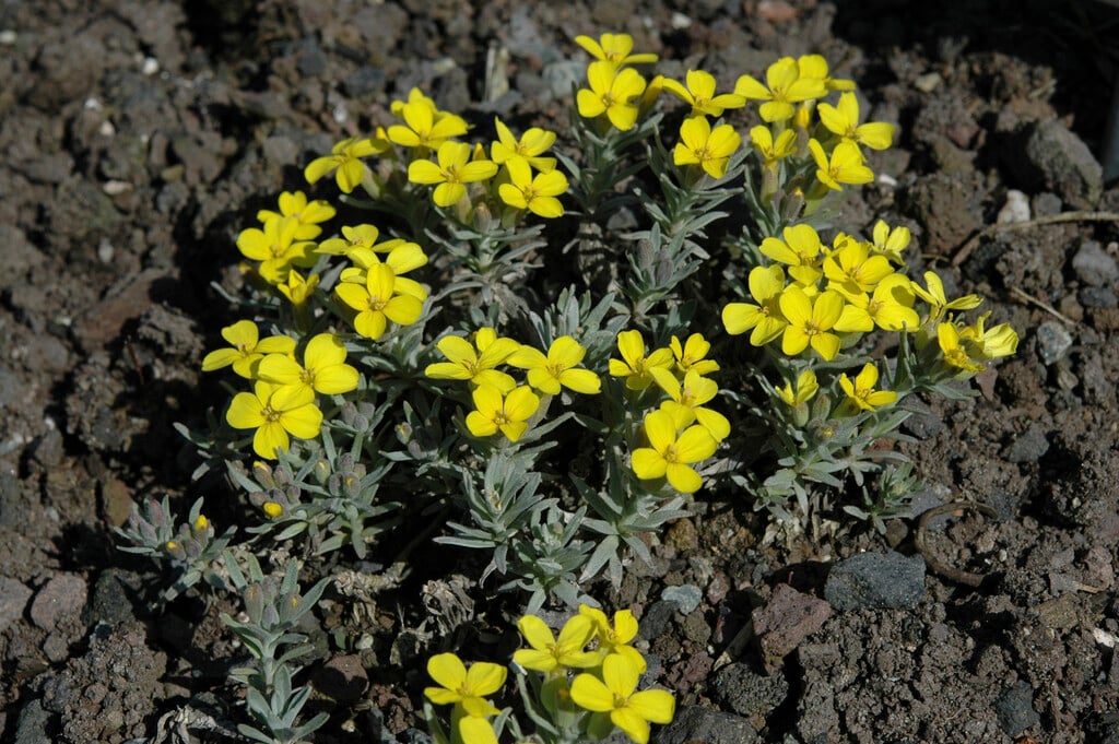 Velebit decennia