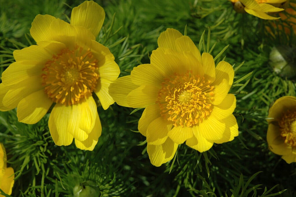 spring pheasant's eye