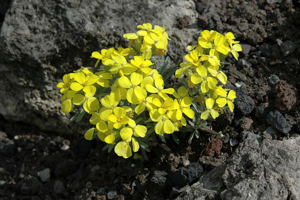 Velebit decennia