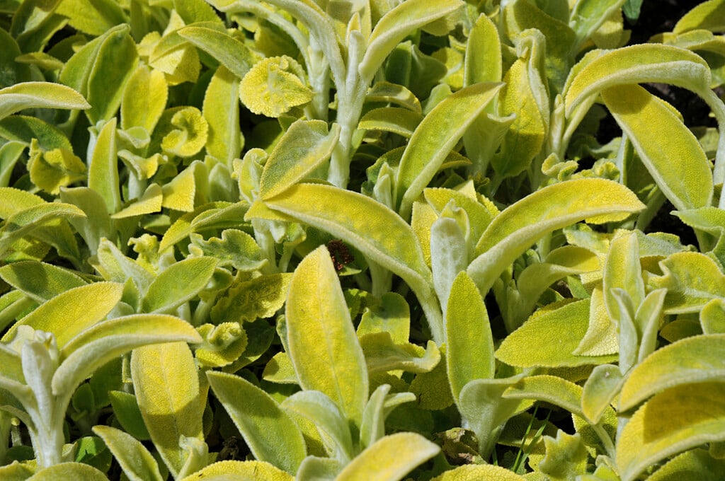 lamb's ear 'Primrose Heron'