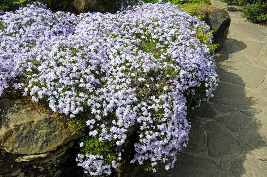 moss phlox 'Oakington Blue Eyes'