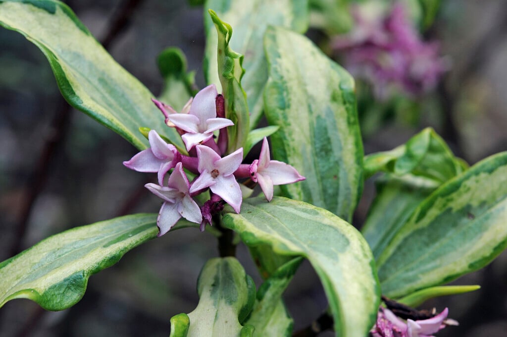 winter daphne 'Geisha Girl'