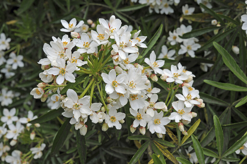 Mexican orange 'Aztec Pearl'