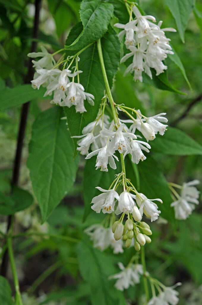 <i>Staphylea</i> <i>emodi</i>
