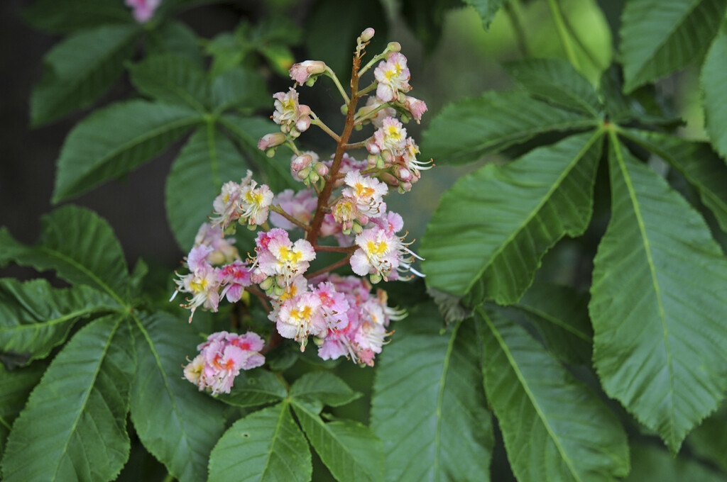 Aesculus plantierensis | Trees/RHS Gardening