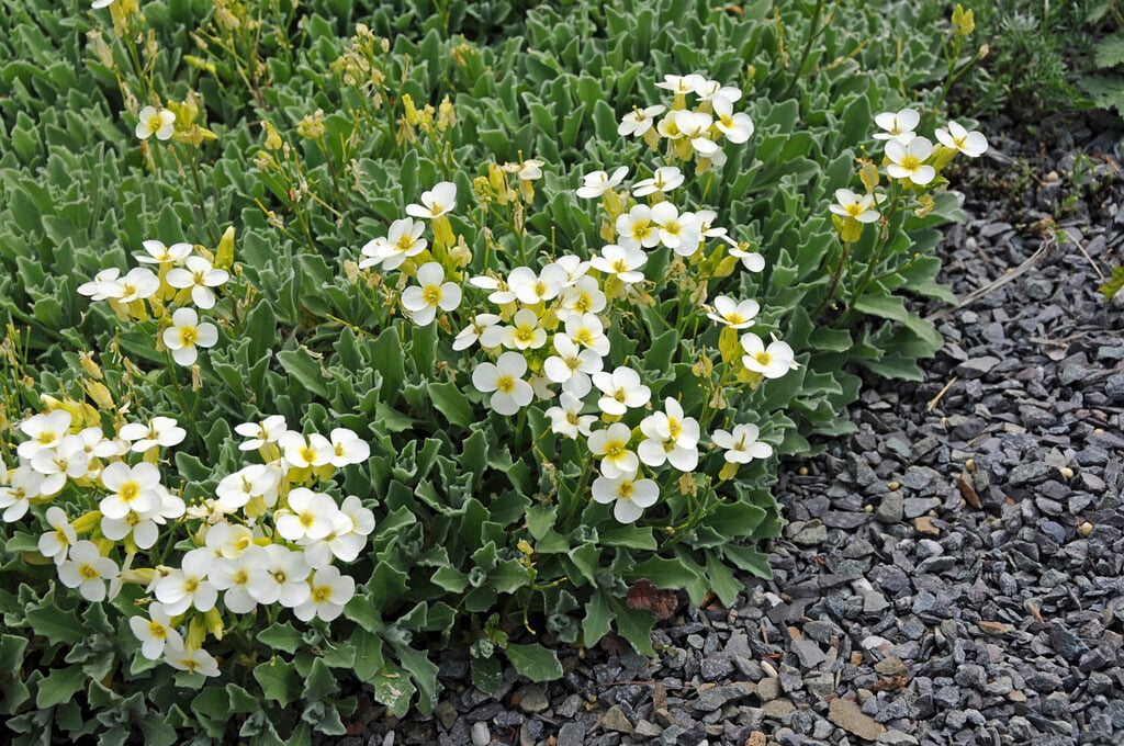 <i>Arabis</i> <i>alpina</i> subsp. <i>caucasica</i> 'Pixie Cream'