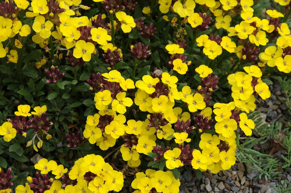 wallflower 'Moonlight'