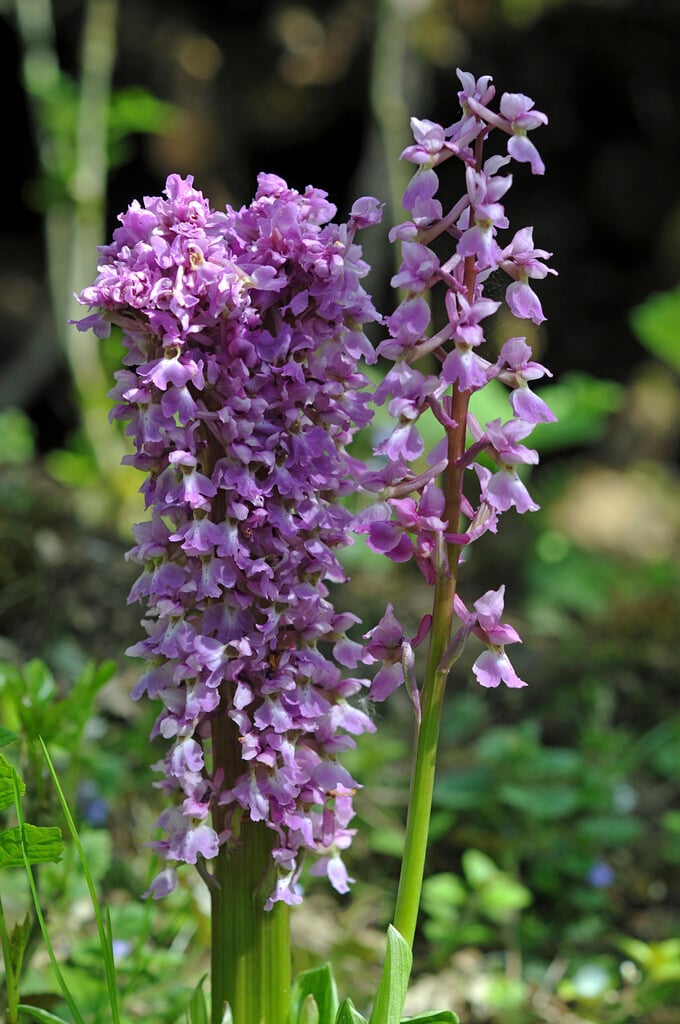 green-winged orchid