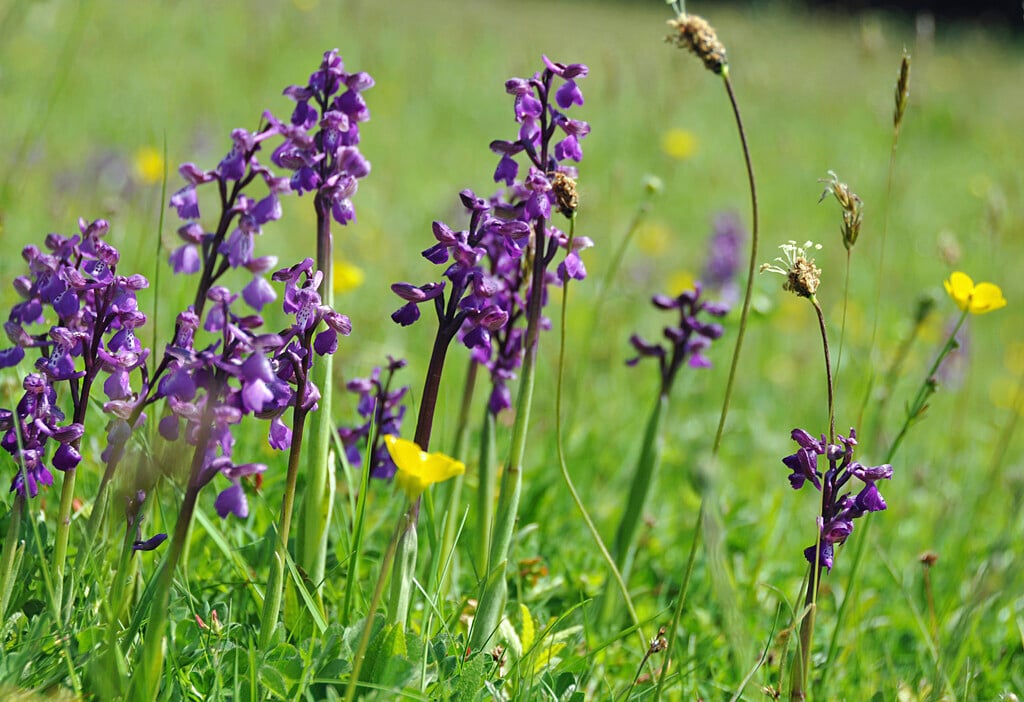 green-winged orchid