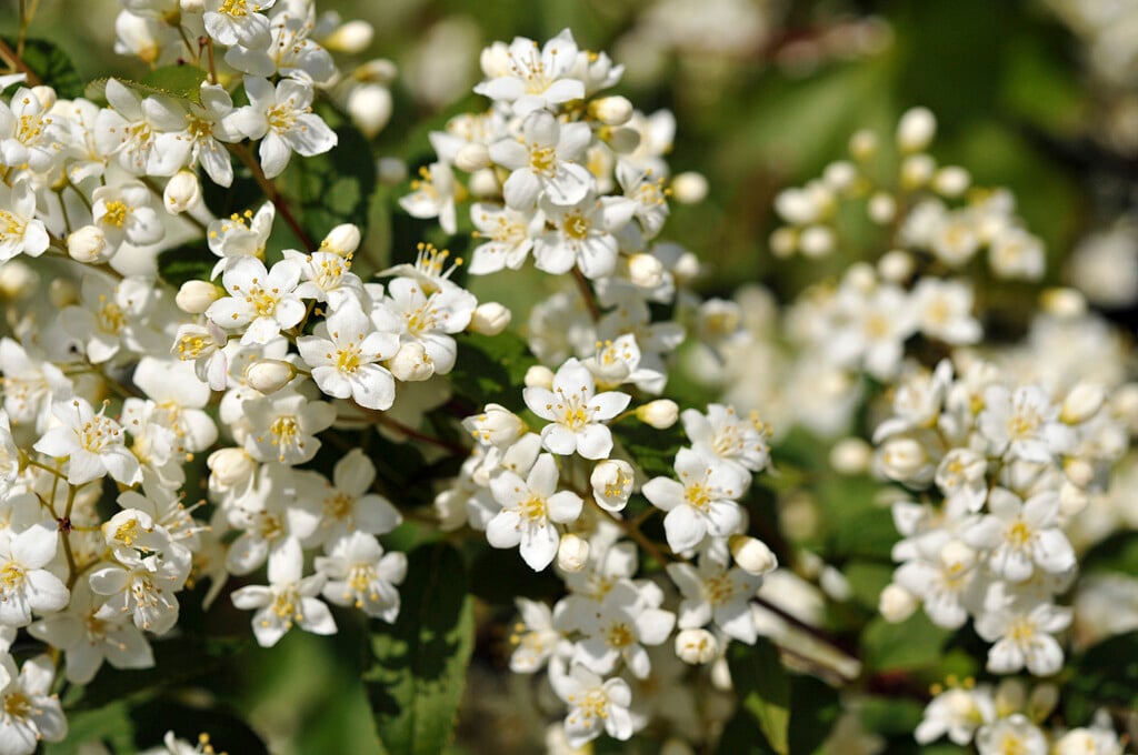<i>Deutzia</i> × <i>lemoinei</i>