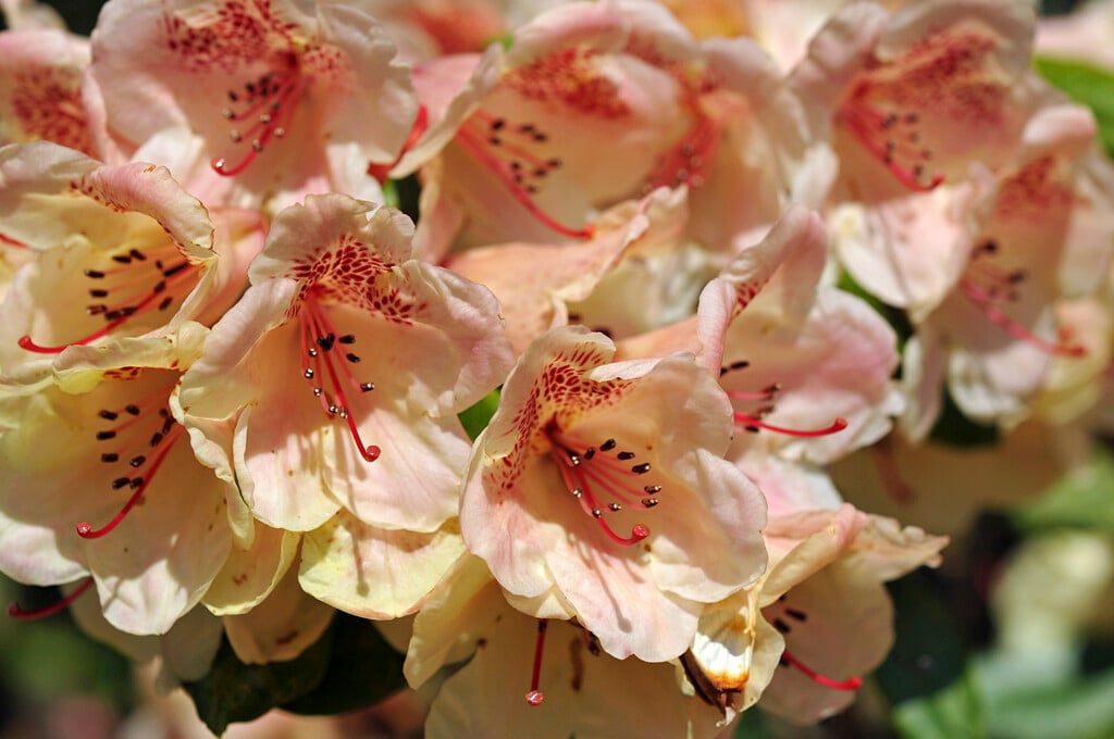 Rhododendron 'Viscy'|rhododendron 'Viscy'/RHS Gardening