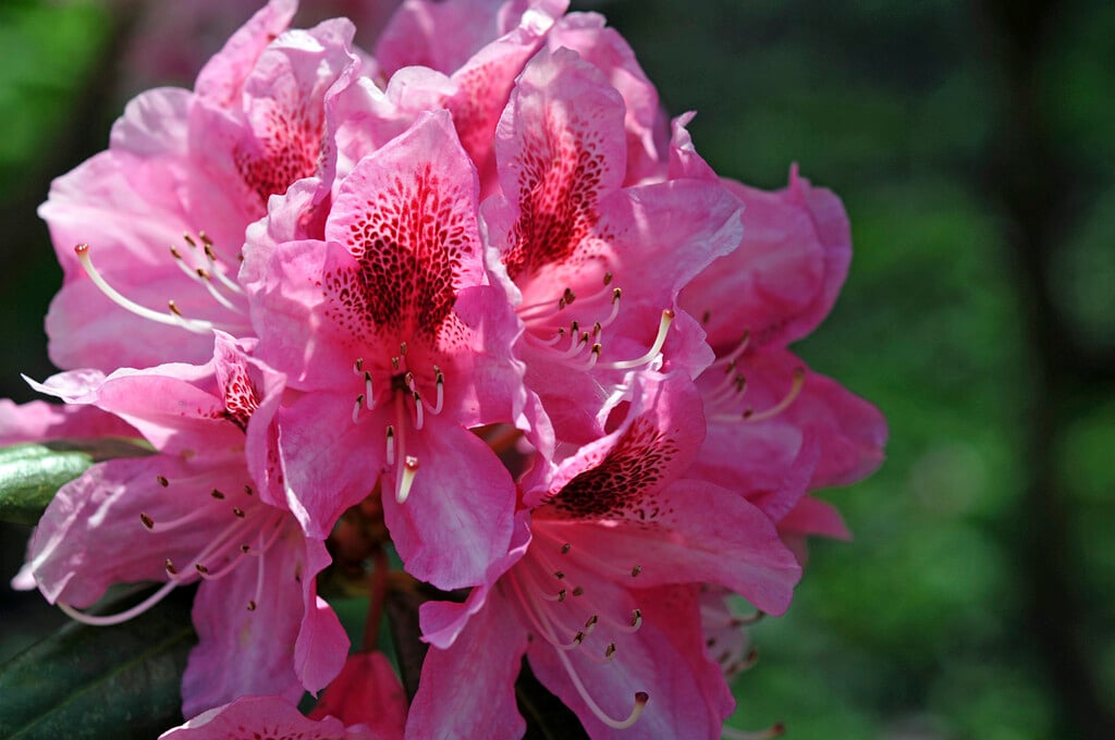 rhododendron 'Cosmopolitan'