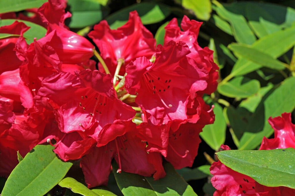 rhododendron 'Britannia'