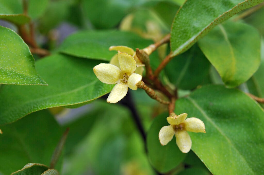 cherry silverberry