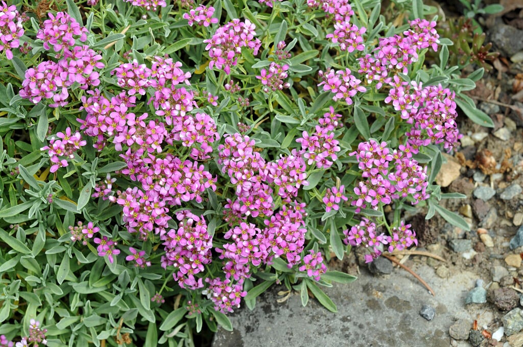 spring madwort