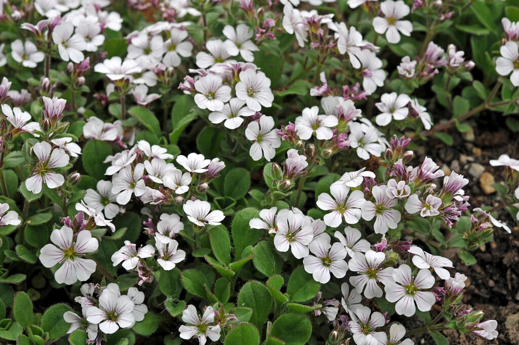 mouse-ear gypsophila