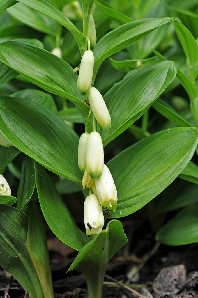 dwarf Solomon's seal