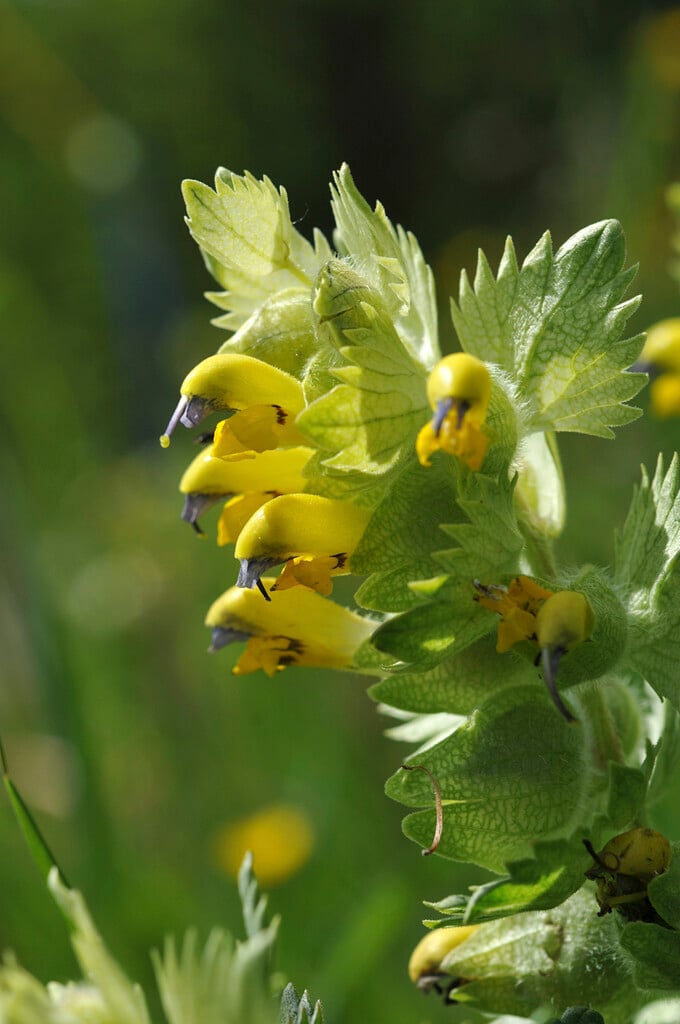 <i>Rhinanthus</i> <i>alectorolophus</i>