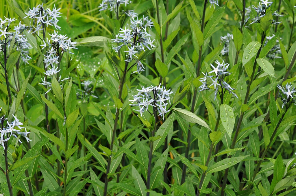 Ozark bluestar