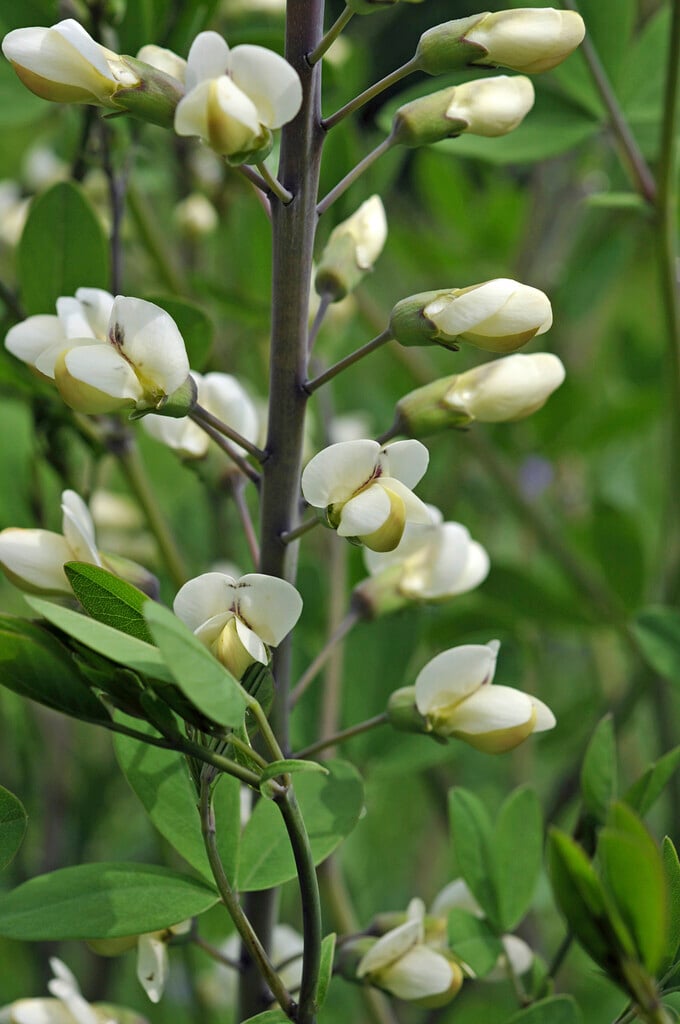 largeleaf wild indigo