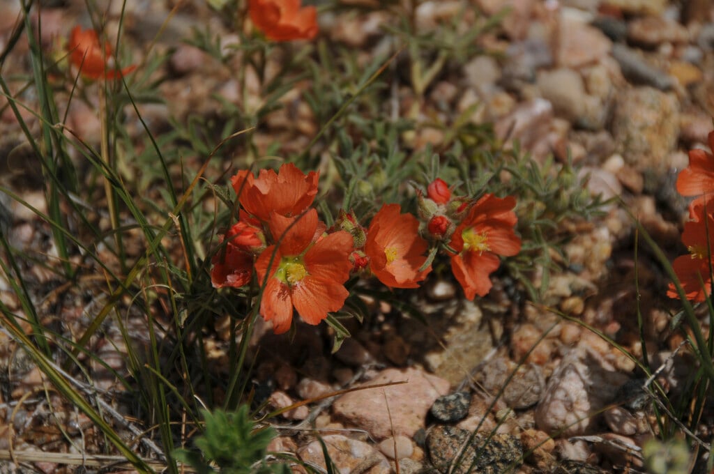 flame mallow
