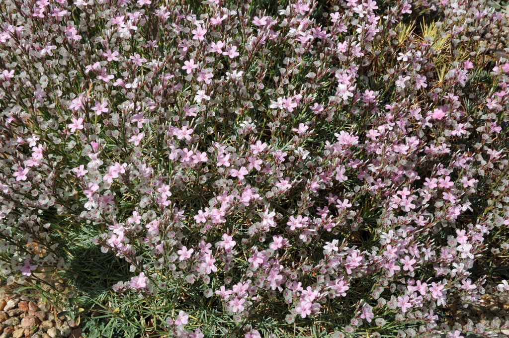 prickly thrift
