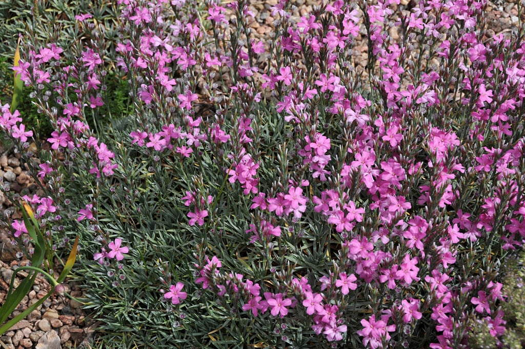 Armenian prickly thrift