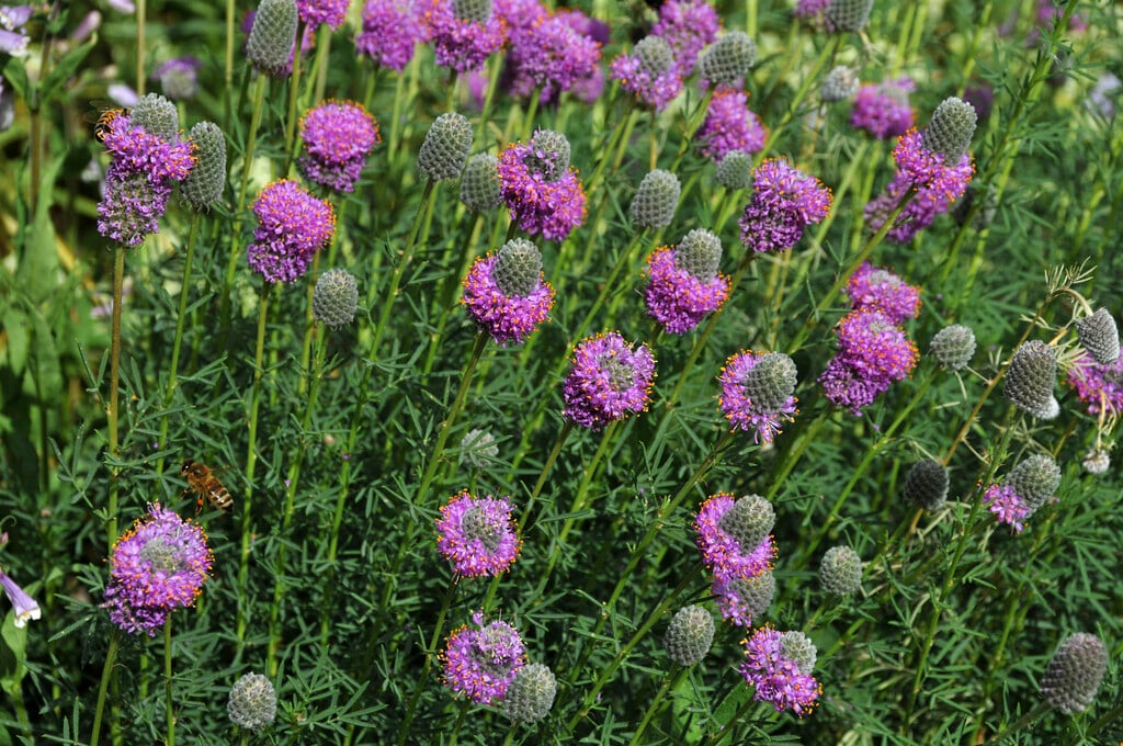 purple prairie clover