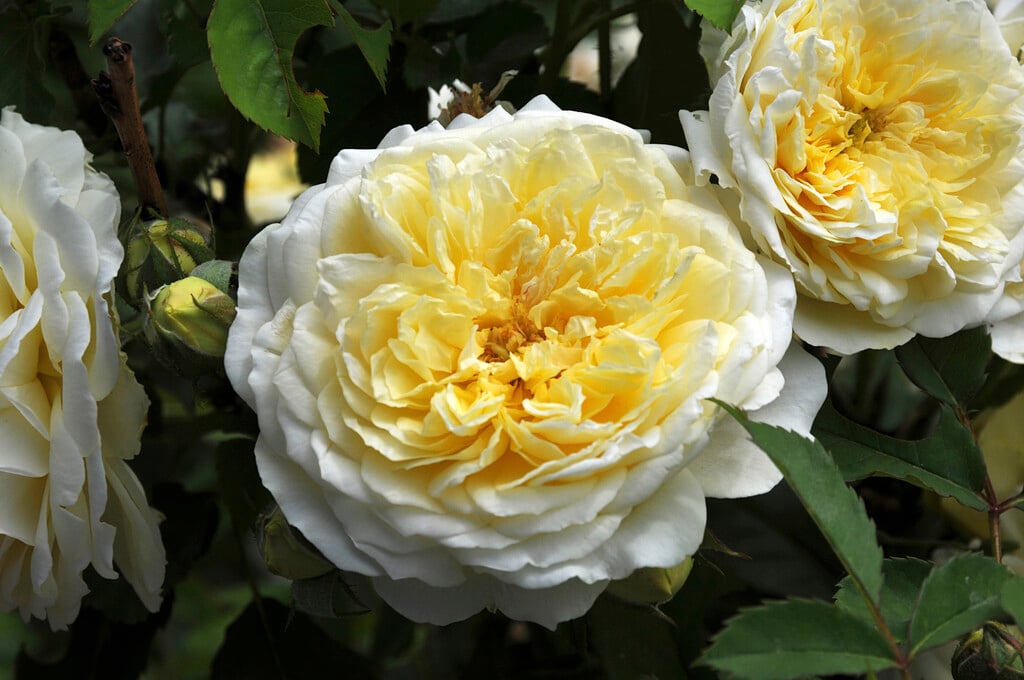 rose [The Pilgrim]