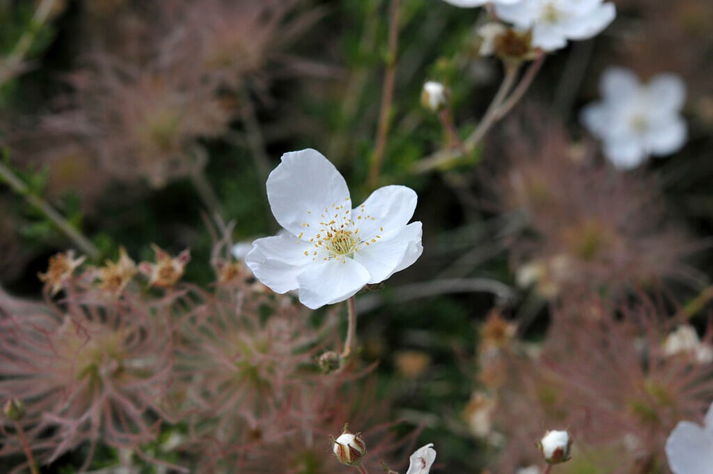 Apache plume