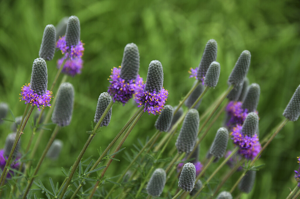 purple prairie clover