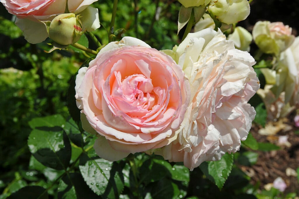 rose [Eden Rose '88]