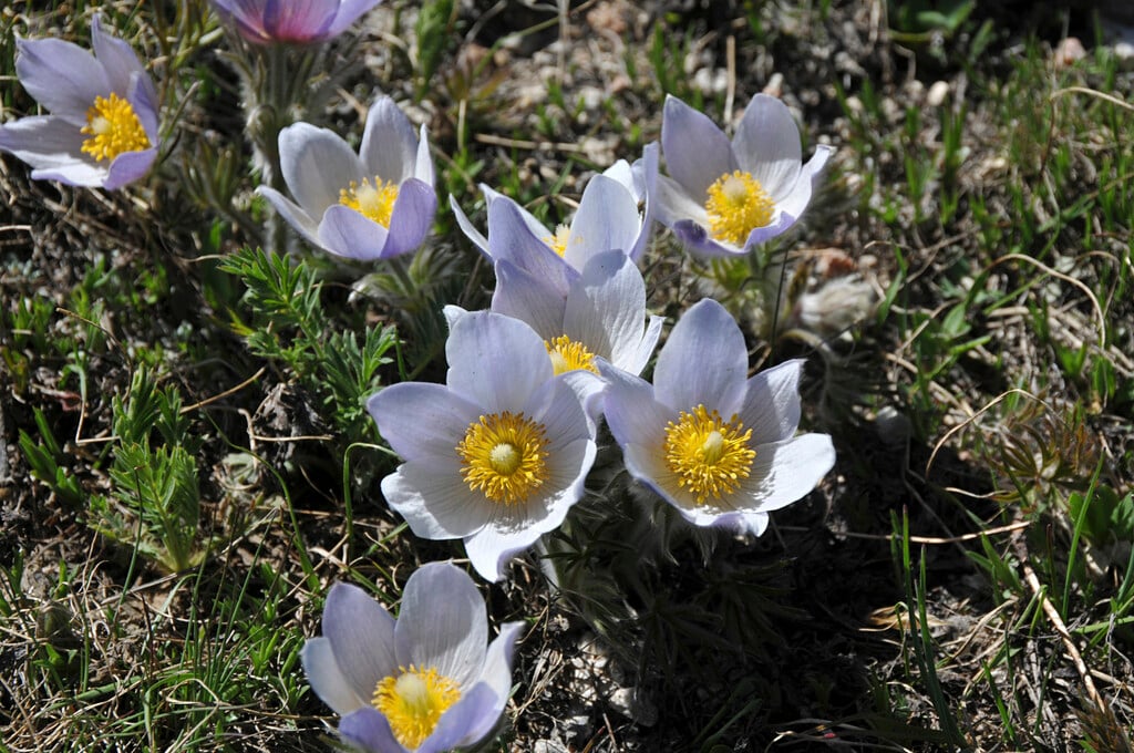 American pasqueflower