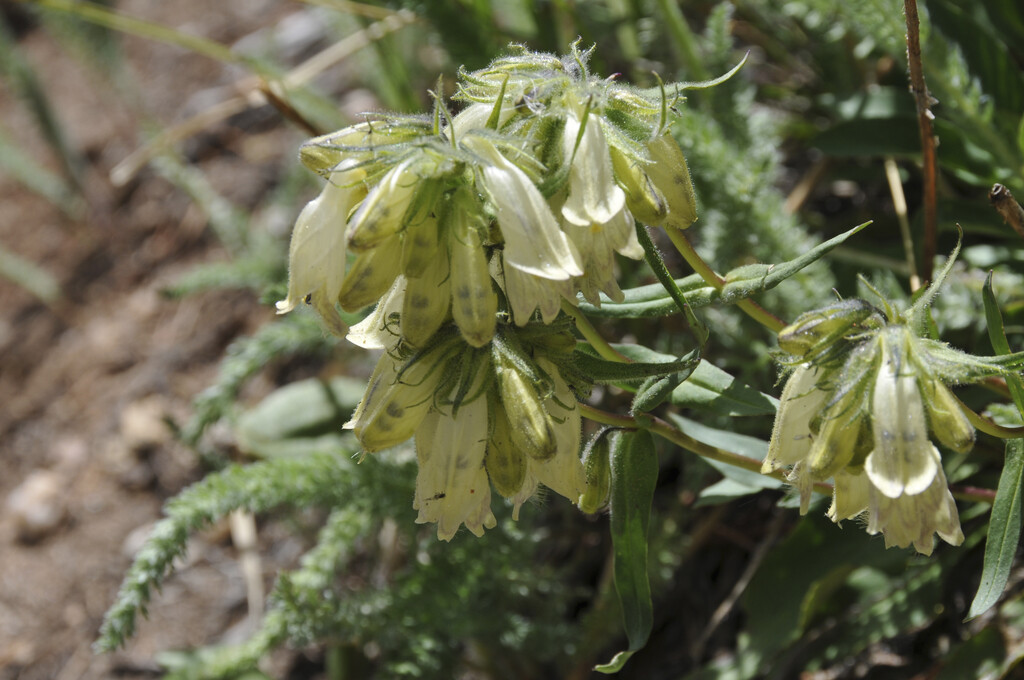 <i>Penstemon</i> <i>whippleanus</i>